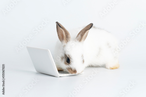 Fototapeta Naklejka Na Ścianę i Meble -  Adorable baby rabbit furry bunny looking at laptop learn something sitting over isolated white background. Little ears bunny white brown rabbit learning laptop. Easter animal education technology.