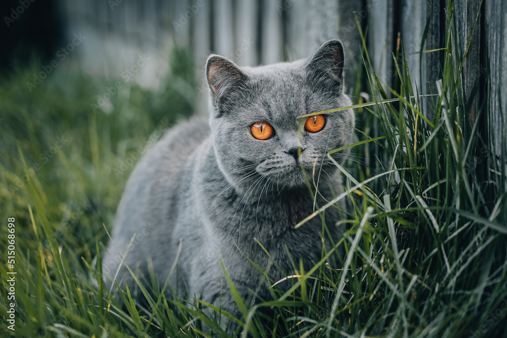 Obraz premium cat on grass
