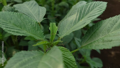 梅雨が明け、夏となり、モロヘイヤの季節となりました。夏の緑の葉物野菜は、これで決まり！　【撮影日時】2022-07-05 06.09　【播種日】2022/5/11　#業務用 #加工用 #野菜販売 photo