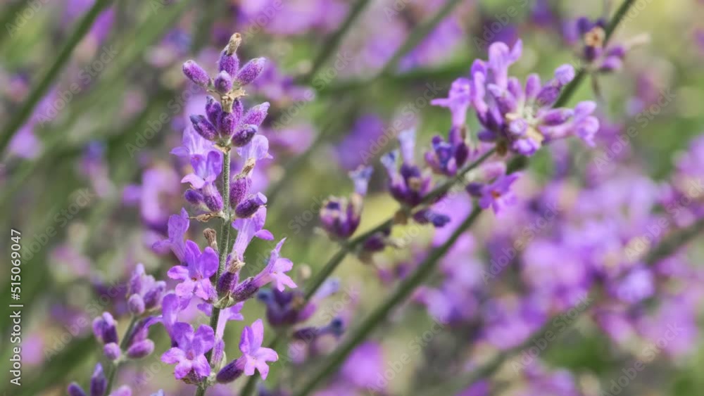 Lavender. Blooming violet fragrant lavender flowers on field. Close-up beautiful growing lavender swaying in wind, harvest. Nature Background. Selective focus on bushes of purple aromatic flowers, Slo Lavender. Blooming violet fragrant lavender flowers on field. Close-up beautiful growing lavender swaying in wind, harvest. Nature Background. Selective focus on bushes of purple aromatic flowers, Slo