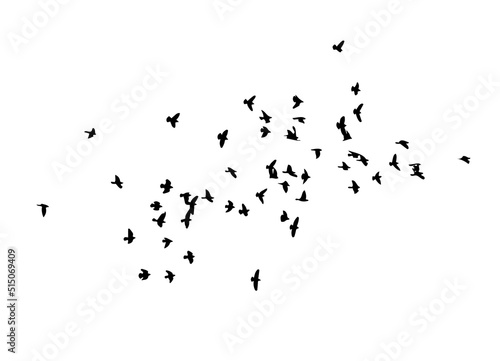 Foto A flock of flying birds. Free birds. Vector illustration
