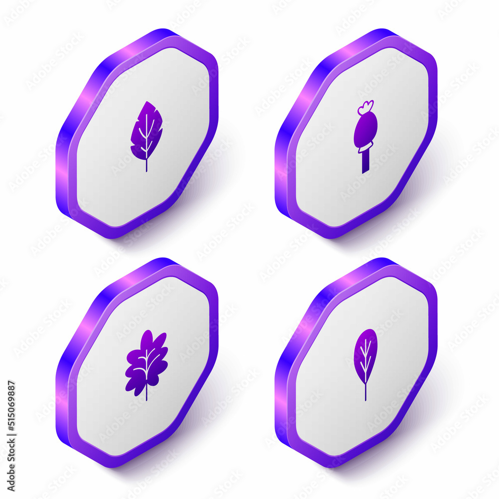 Set Isometric Leaf, Opium poppy, and icon. Purple hexagon button. Vector Set Isometric Leaf, Opium poppy, and icon. Purple hexagon button. Vector