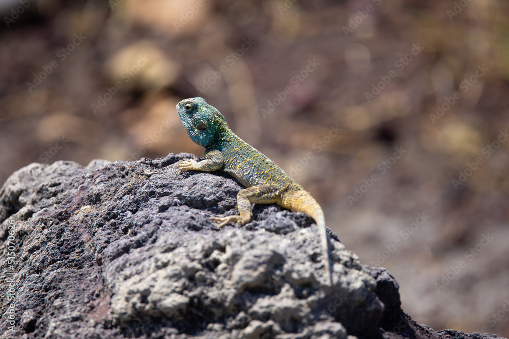Brambleberry Tours Serengeti Safari 2021 - Serengeti, NgoroNgoro, Ndutu - East African Wildlife Brambleberry Tours Serengeti Safari 2021 - Serengeti, NgoroNgoro, Ndutu - East African Wildlife