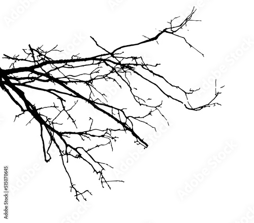 Tree branch silhouette. Vector illustration.