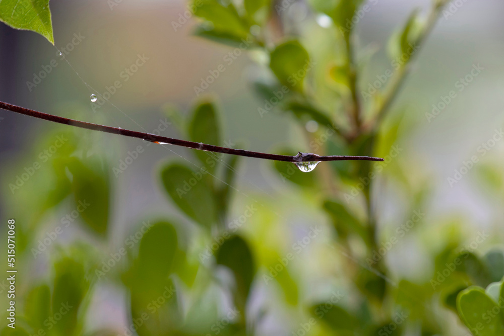 Rainwater drops on a plant Rainwater drops on a plant