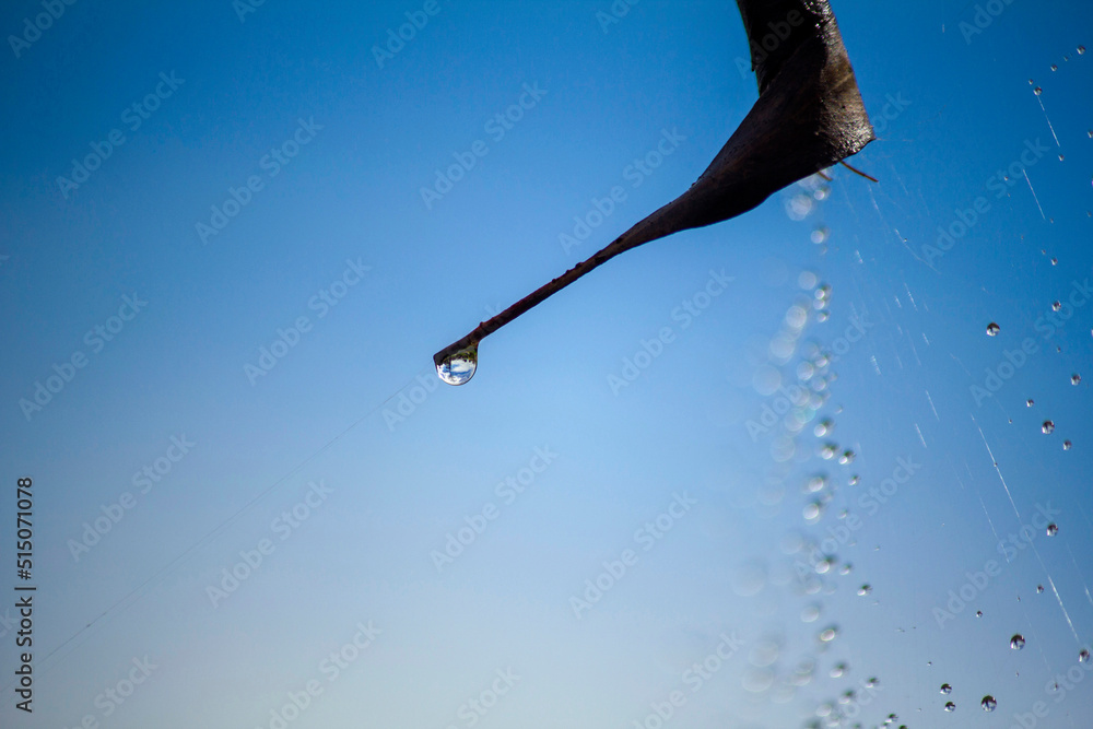 Obraz premium Rainwater drops on spiderweb