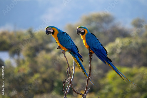 A blue and yellow macaw perched on a tree branch. Species Ara ararauna also know as Arara Canide. It is the largest South American parrot. Birdwatching. Bird lover. photo