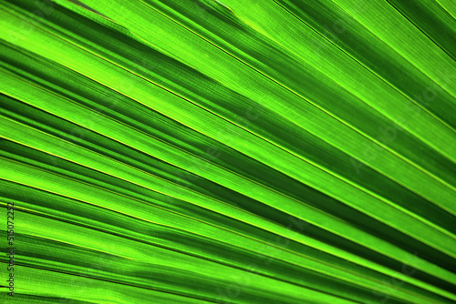 big palm leaves background , tree young green palm leaves natural  green texture background © Bigc Studio