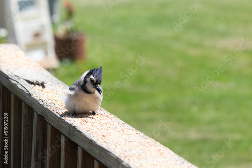Baby blue jay on the railing of my deck trying to cool off from the heat