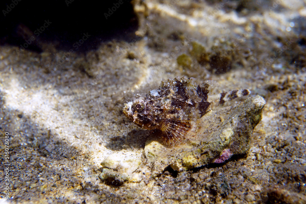 Black Mediterranean Scorpionfish - Scorpaena porcus Black Mediterranean Scorpionfish - Scorpaena porcus