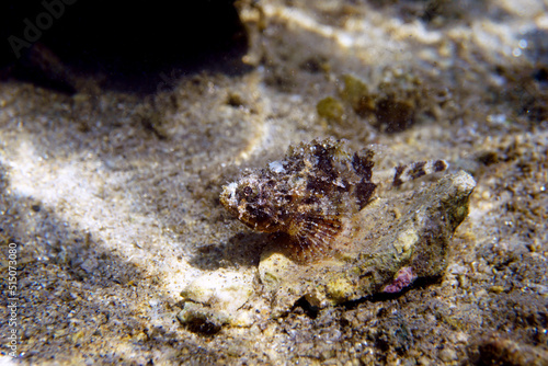 Black Mediterranean Scorpionfish - Scorpaena porcus  