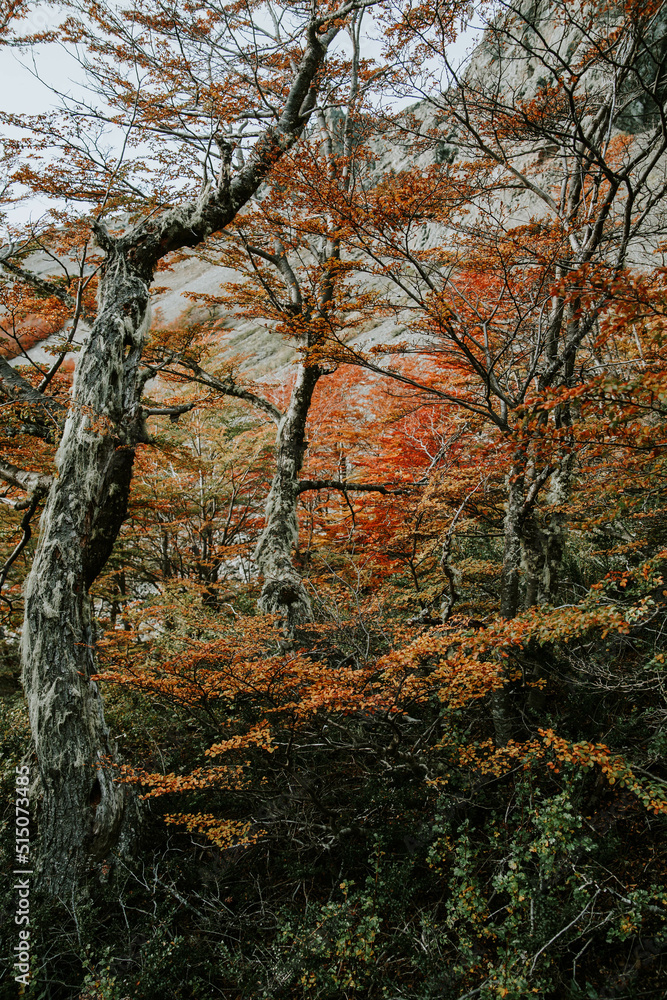 autumn in the forest
