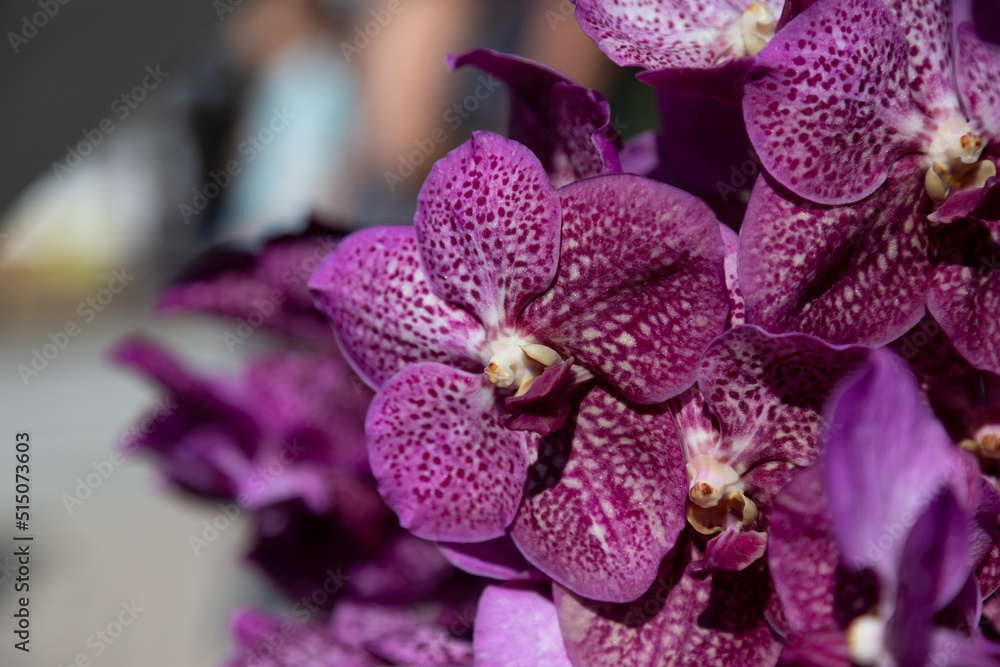 Variegated orchid flower vanda coerulea close-up for wedding design, congratulations on mother's day, birthday. Selective focus. Variegated orchid flower vanda coerulea close-up for wedding design, congratulations on mother's day, birthday. Selective focus.