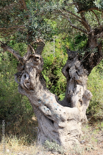 Old olive trees in the city park