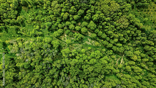 Aerial View of empty forest high up