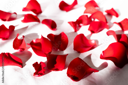 Fototapeta Naklejka Na Ścianę i Meble -  petals of a red roses on a white background
