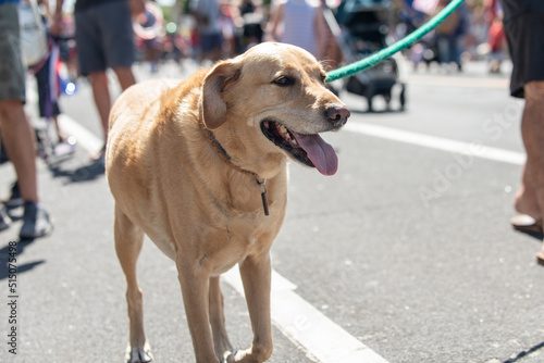 Holiday parade in small town is perfect place to walk the mixed breed labrador dog in the middle of the street