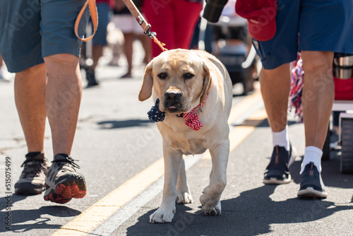 Forth of July holiday parade in small town is perfect place to walk the Golden Labrador dog in the middle of the street