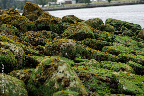 Green Moss and Algae on Big Rocks and Stones