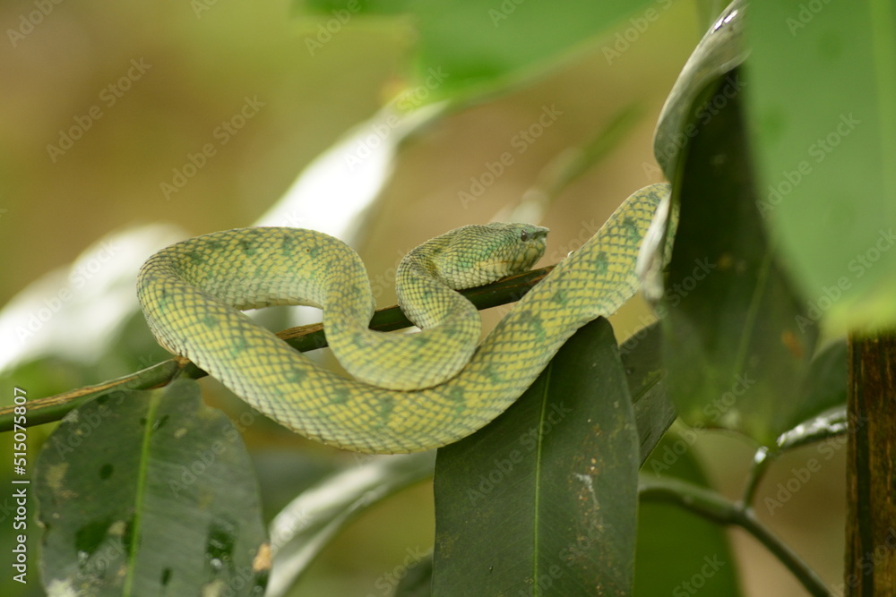 Obraz premium Vipera del Borneo della Malesia