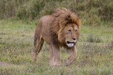 Brambleberry Tours Serengeti Safari 2021 - Serengeti, NgoroNgoro, Ndutu - East African Wildlife