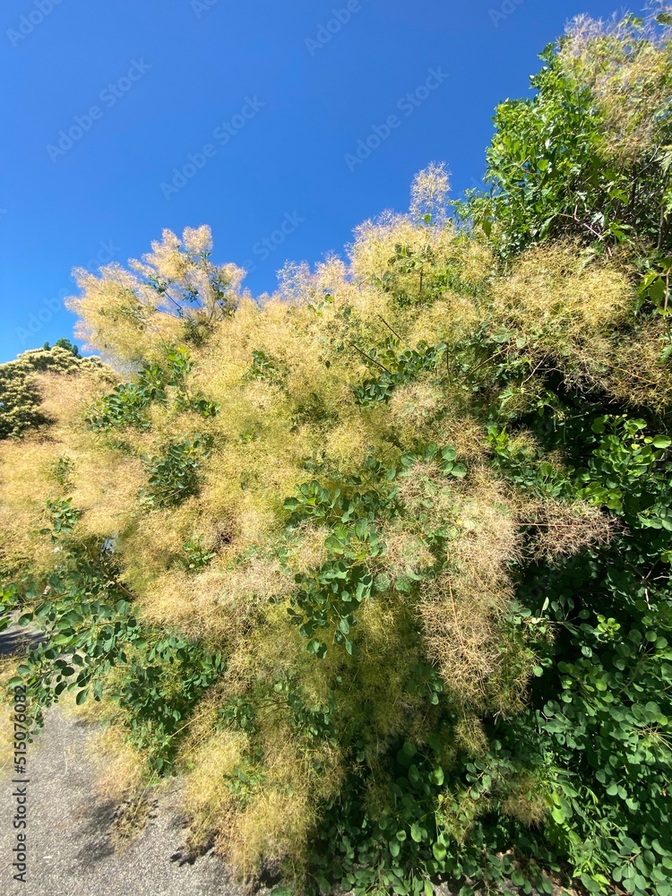 Fluffy yellow bushy tree, blue sky Fluffy yellow bushy tree, blue sky