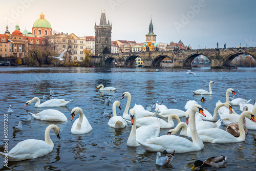 Swans group on Vltava river, near Charles Bridge - Prague, Czech Republic