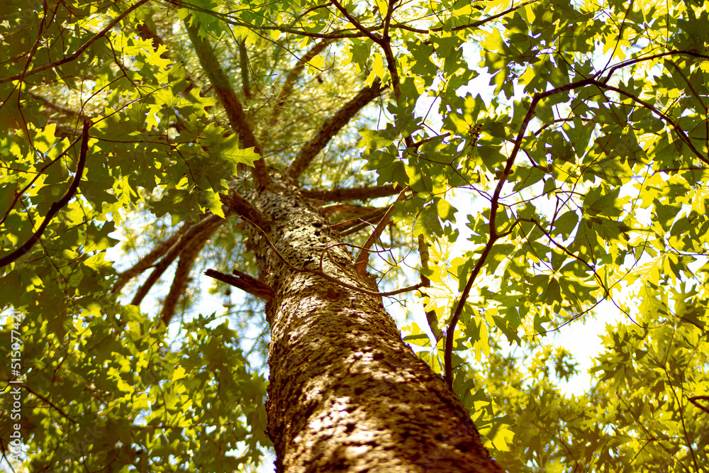 Fototapeta premium tree in the park