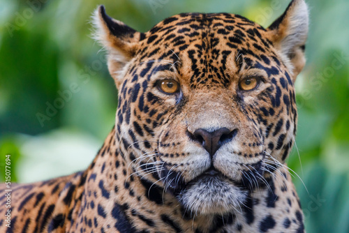 Canvas Print Jaguar looking at camera in Pantanal, Brazil