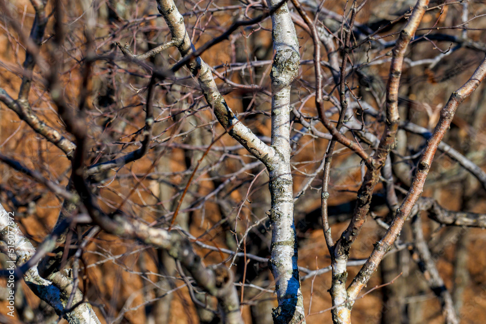 Close-up. Dry branches of autumn trees. Close-up. Dry branches of autumn trees.