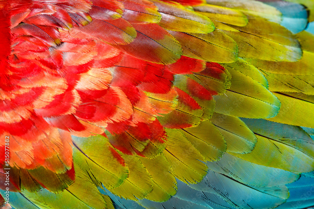 Parrot macaw wing - tropical bird plumage pattern Pantanal, Brazil