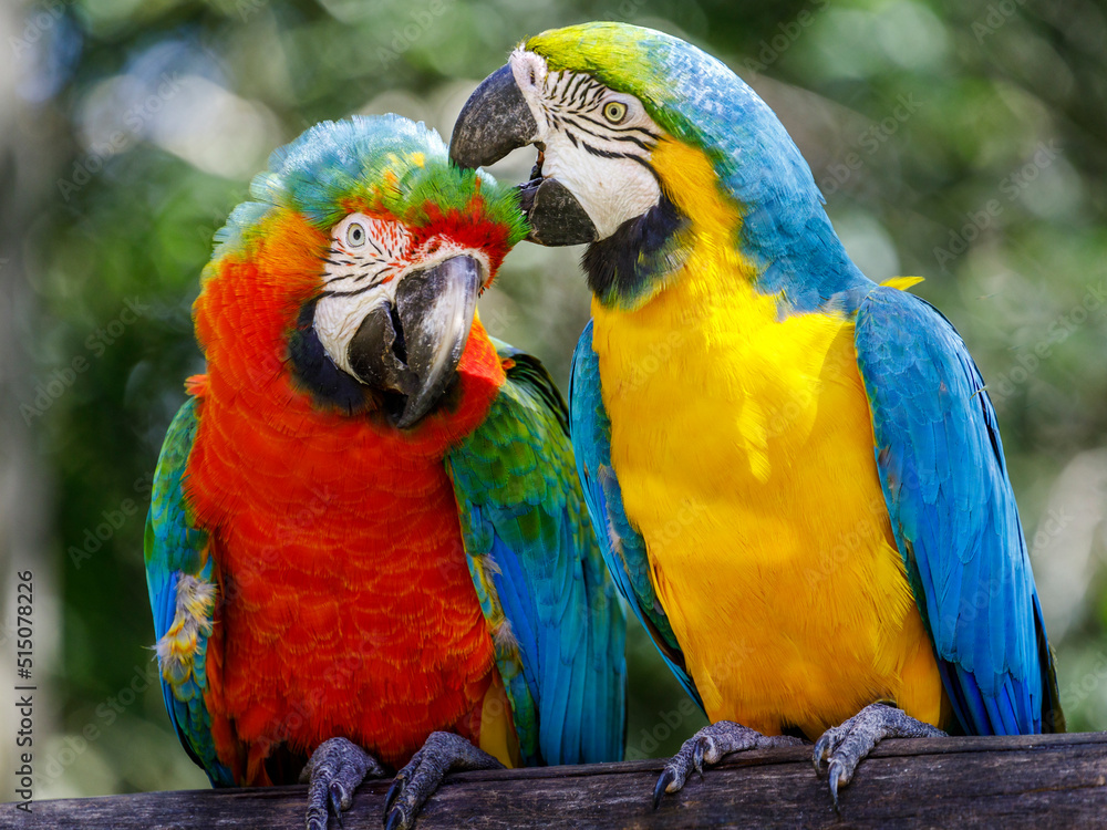 Two Parrots kindness - colorful tropical birds Pantanal, Brazil Two Parrots kindness - colorful tropical birds Pantanal, Brazil