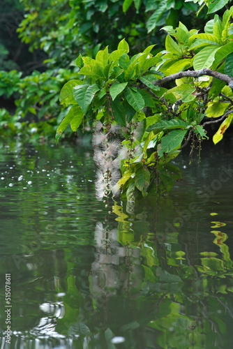 Okinawa,Japan - July 2, 2022: Flowers of Barringtonia racemosa or Sagaribana or common putat or powder-puff tree floating on Maira river in Iriomote island, Okinawa, Japan 