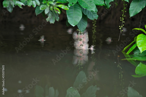 Okinawa,Japan - July 2, 2022: Flowers of Barringtonia racemosa or Sagaribana or common putat or powder-puff tree floating on Maira river in Iriomote island, Okinawa, Japan 
 photo