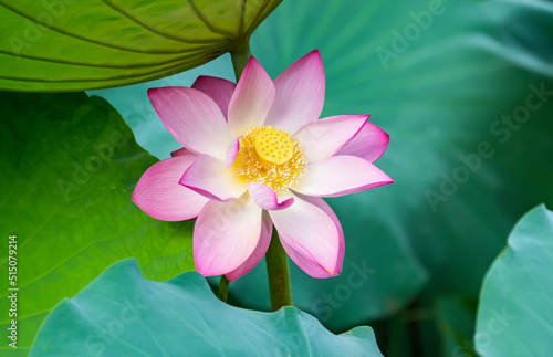 lotus flower blooming in summer pond with green leaves as background photo