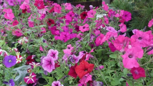 Gardening, garden center, shop. Flowers, Petunias in hanging pots.