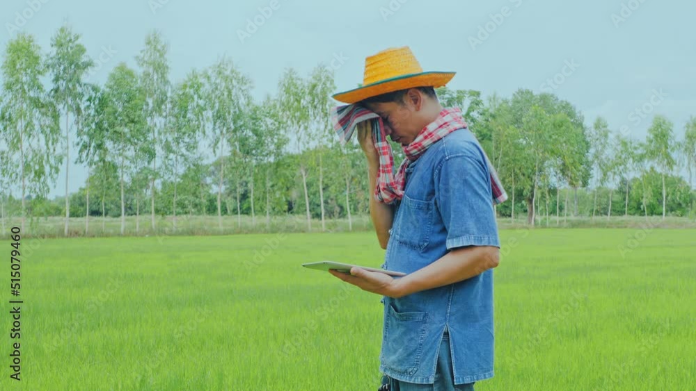 An Asian farmer surveys the rice fields in the fields. An Asian farmer surveys the rice fields in the fields.