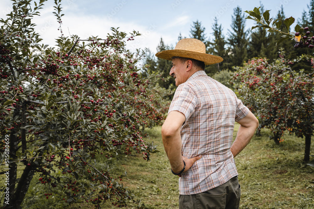 one man senor caucasian farmer wearing hat and shirt in sunny day in summer checking sore cherry orchard plantation back view real people agriculture organic production concept copy space