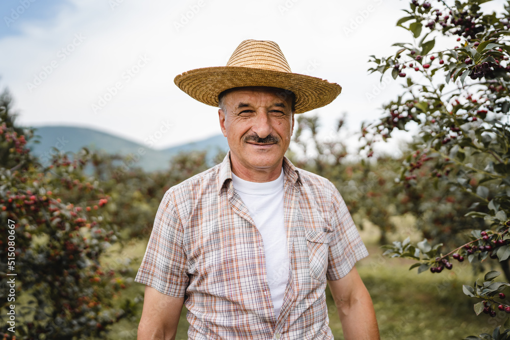 one man senor caucasian farmer wearing hat and shirt in sunny day in summer checking sore cherry orchard plantation front view real people agriculture organic production concept copy space