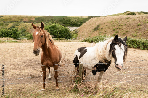 Two horses in a fenced area