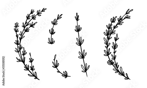 Thyme plant illustration for badges and logo. Stamp labels for tag with isolated thyme leaves. Hand drawn natural in simple rustic design.