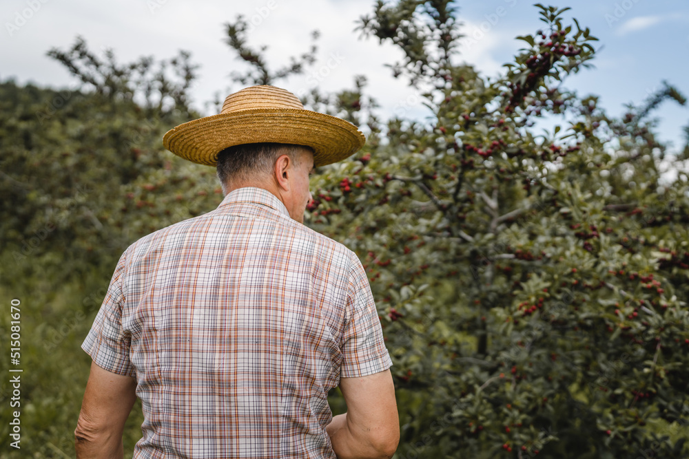 back view of adult senior man farmer male worker in cherry orchard copy space