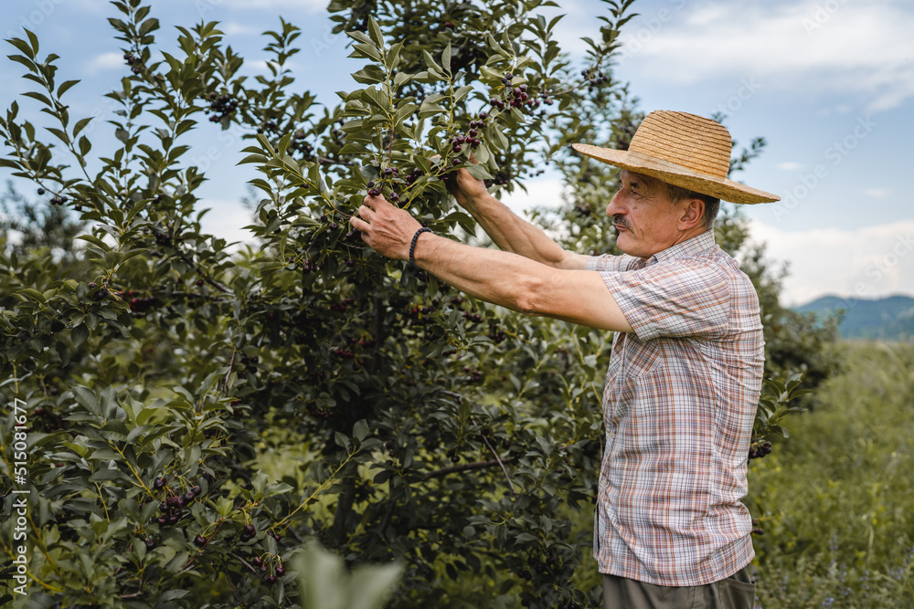 one man senior caucasian male farmer in the cherry orchard picking harvest ripe organic fruit in summer day wear straw hat real people authentic agricultural farming process copy space