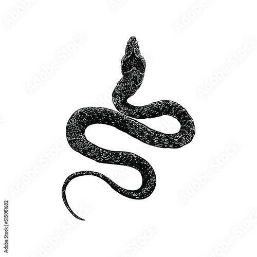 false cobra hand drawing vector illustration isolated on background