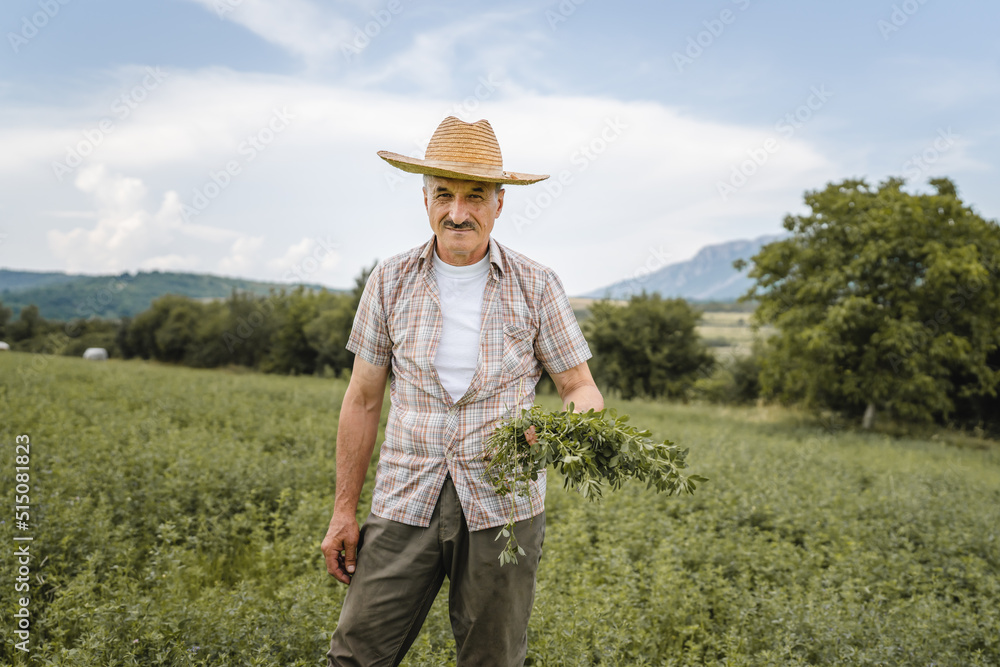 one man senior caucasian farmer checking alfalfa Medicago sativa ...