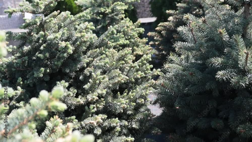 Garden center. Gardening, shop. ornamental shrub, juniper, bokeh Garden center. Gardening, shop. ornamental shrub, juniper, bokeh