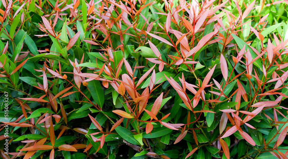 Tanaman Roudis Color Red shoots plant (Syzygium oleina), ornamental plants that have shades ...