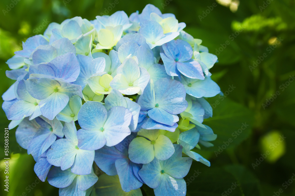 青い紫陽花	