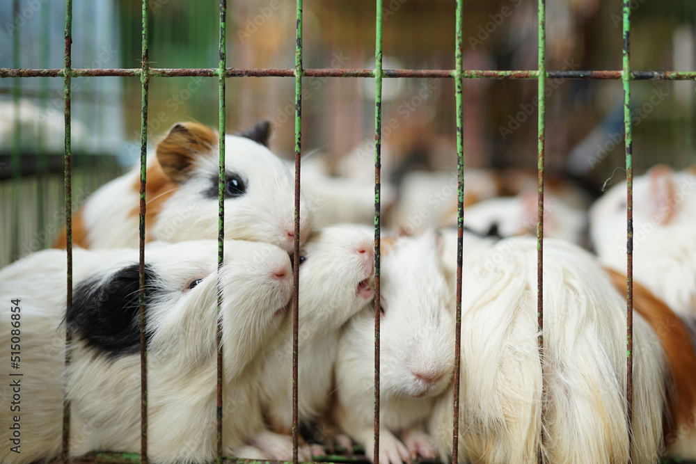 Fototapeta premium mammals, a collection of cute colored guinea pigs in a cage
