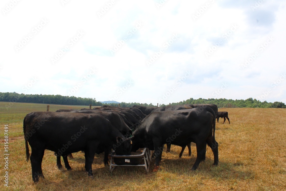 cows in the field cows in the field